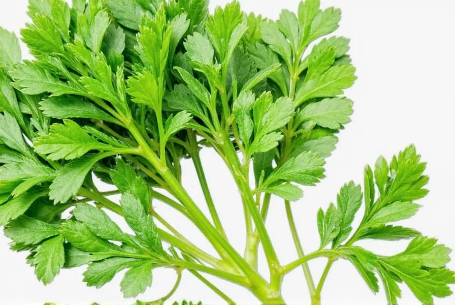Parsley Storage
