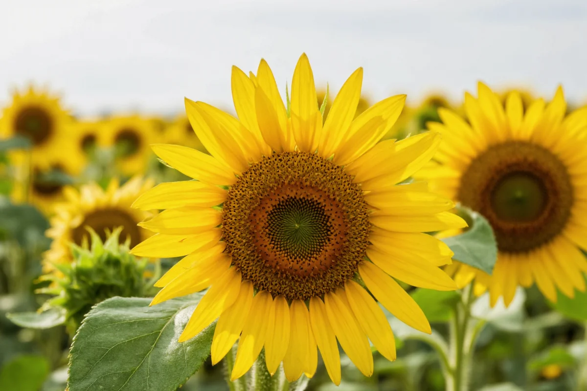 how to care for a sunflower plant