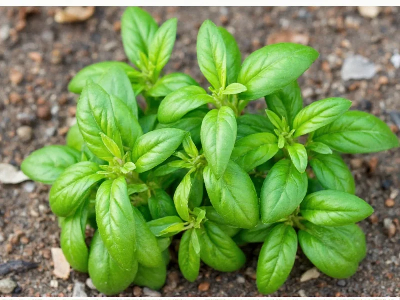 Dry Basil to Fresh Conversion: Exact Measurements & Tips