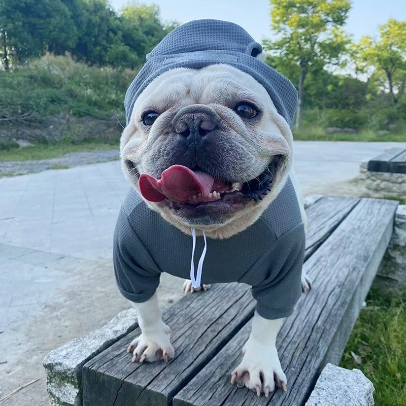 

The Latest Pet Clothing Trendy Brand Dog Clothes Bottoming Shirt Suit Polyester Fashion Solid Winter Products Pet Coat Stocked