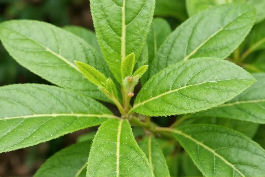 Ground Szechuan Pepper