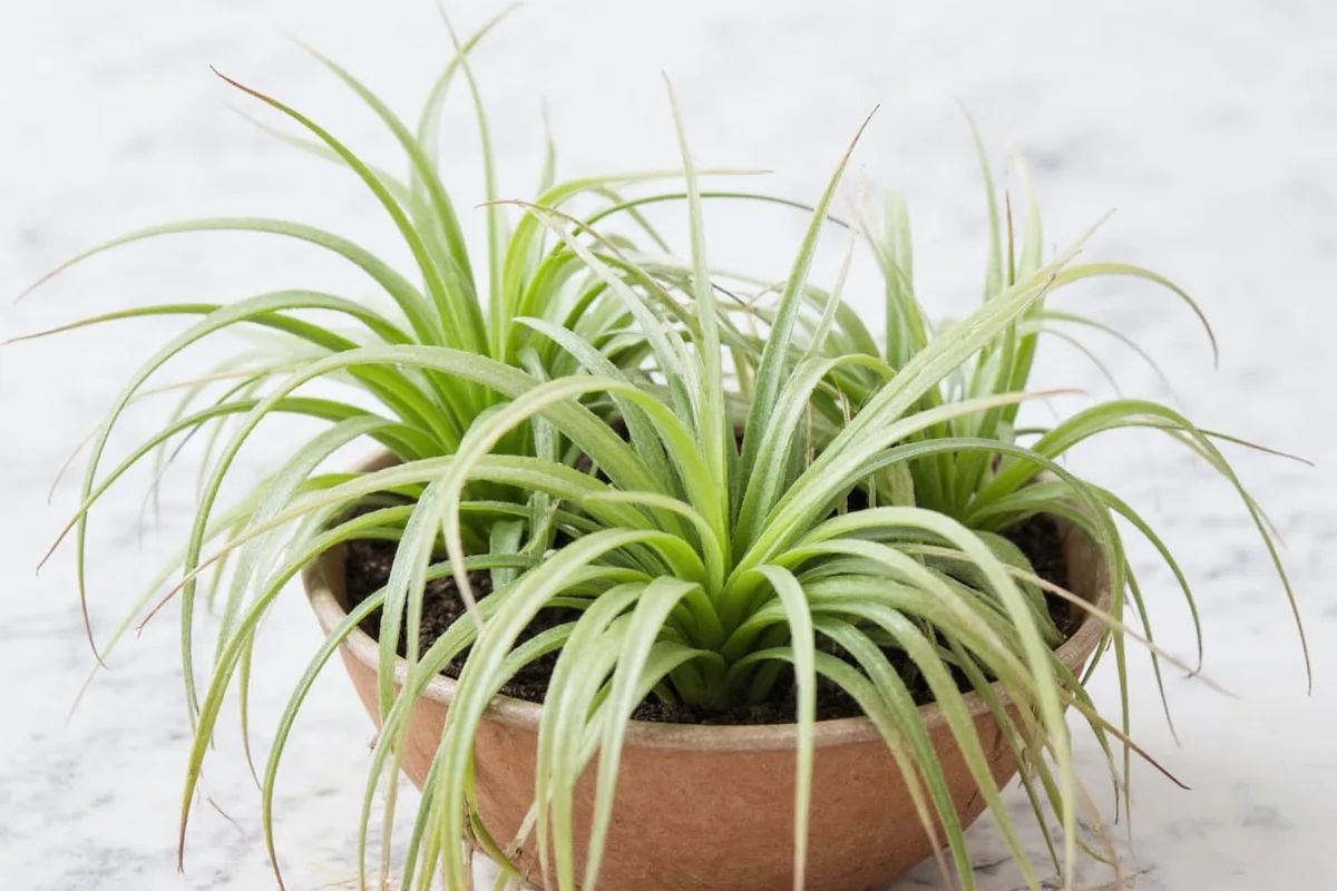 how to plant air plants