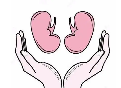 shilajit extract powder act as a stimulant for immune system; 2.