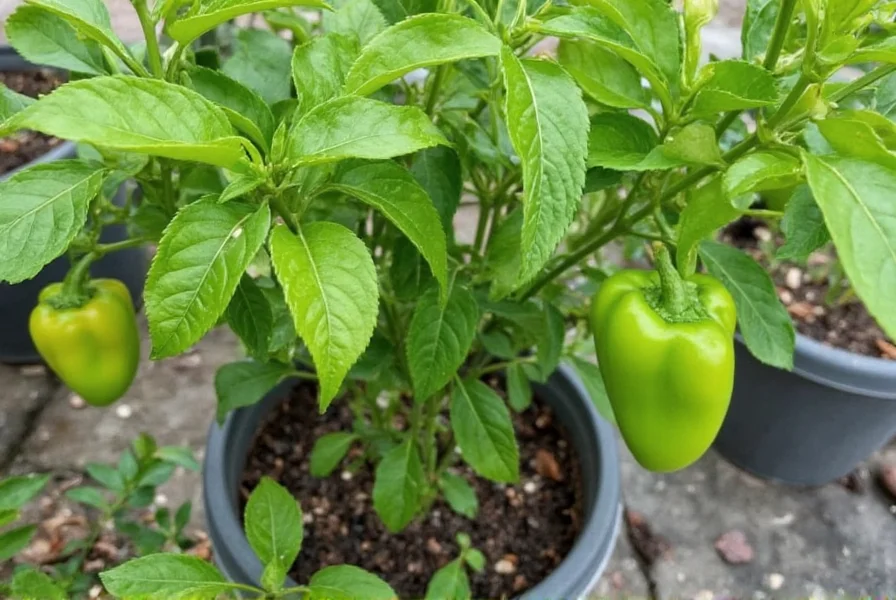 Do Pepper Plants Need Support? Essential Growing Guide