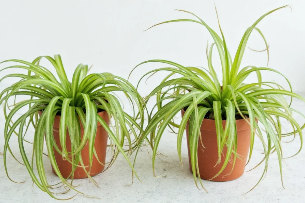how do you keep air plants alive