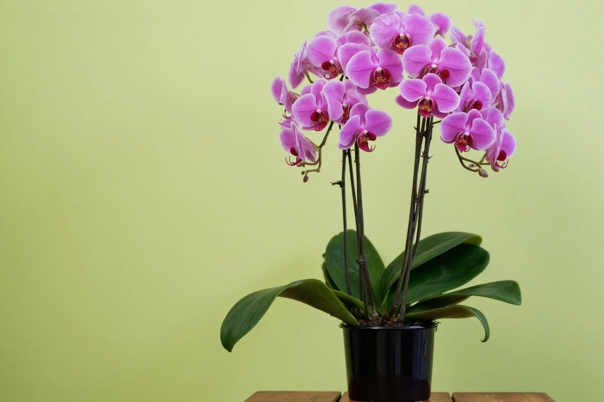 how to take care an orchid plant