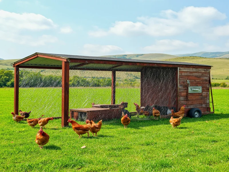 Completed chicken tractor in green pasture with chickens