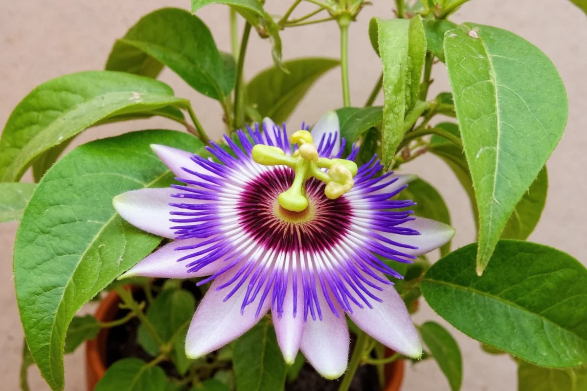 how to take care of a purple passion plant