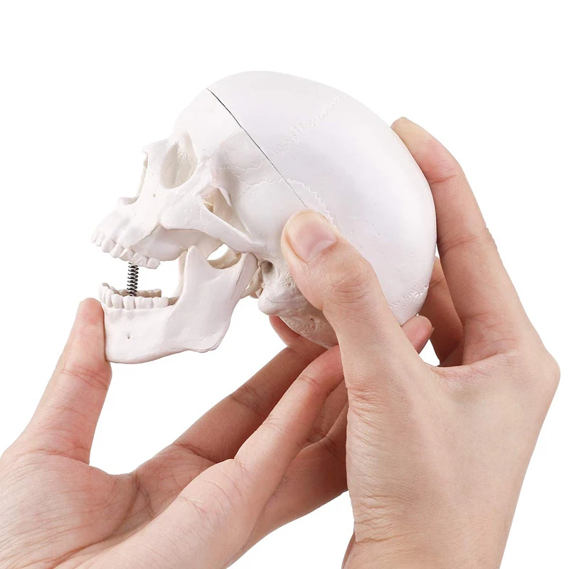 Medical Training 10cm Mini Human Skeleton Model , Plastic Skull Model