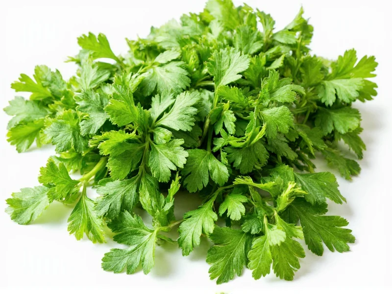 Parsley and Cilantro: Distantly Related Herbs Explained