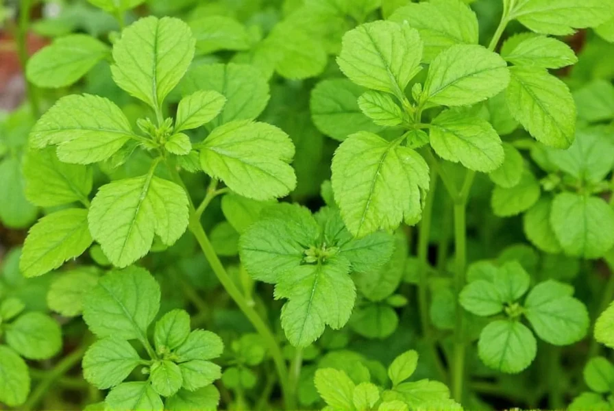 Mature coriander plant showing both leaves and developing seed pods
