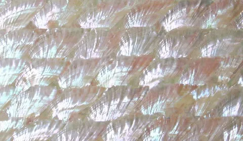 
Wholesale customized natural mother of pearl shell paper laminate river shell sheet abalone shell price for diy 