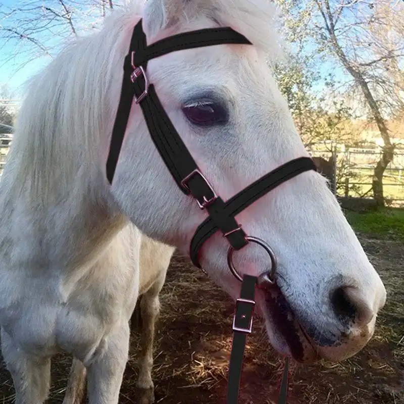 horse halter(14).jpg