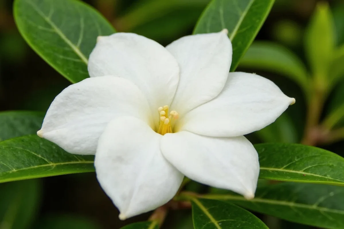 0527 gardenia