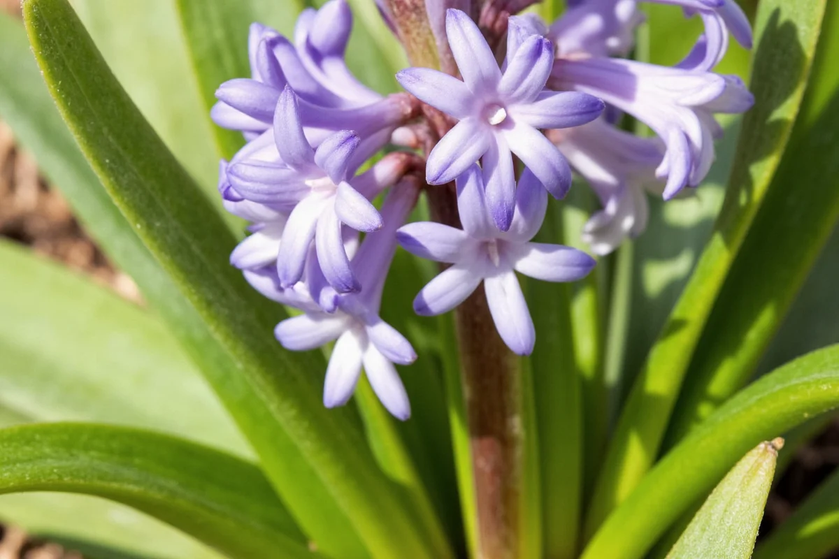 how to care for a hyacinth plant indoors