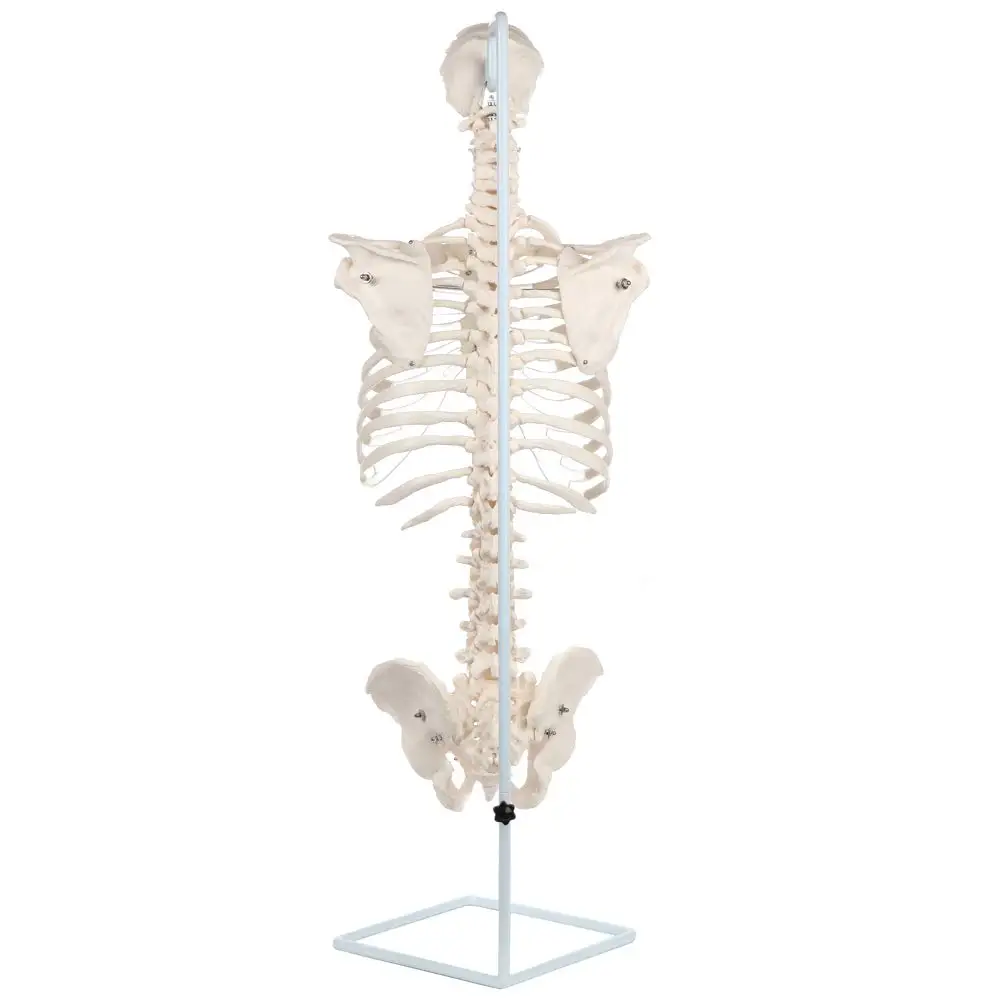 Medical Science Human Spine Bone Model 1:1 Cervical Spine Thoracic Spine Rib Pelvis Whole Bone Sternum Human Skeleton  Model