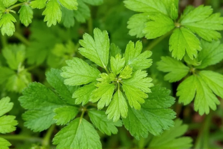 Close-up of fresh cilantro leaves next to dried coriander seeds showing the visual difference between the two parts of the same plant