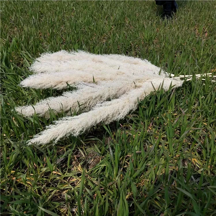 热销天然芦苇干粉红色白色羽毛潘帕斯草