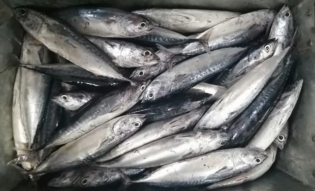 冷冻全鲣鱼,价格整轮