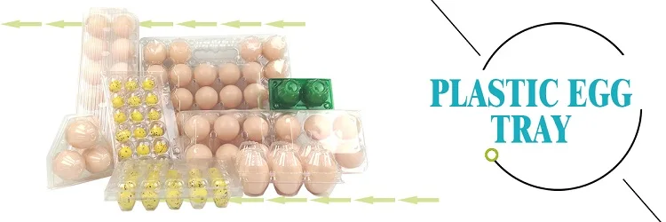 plastic EGG TRAY.jpg
