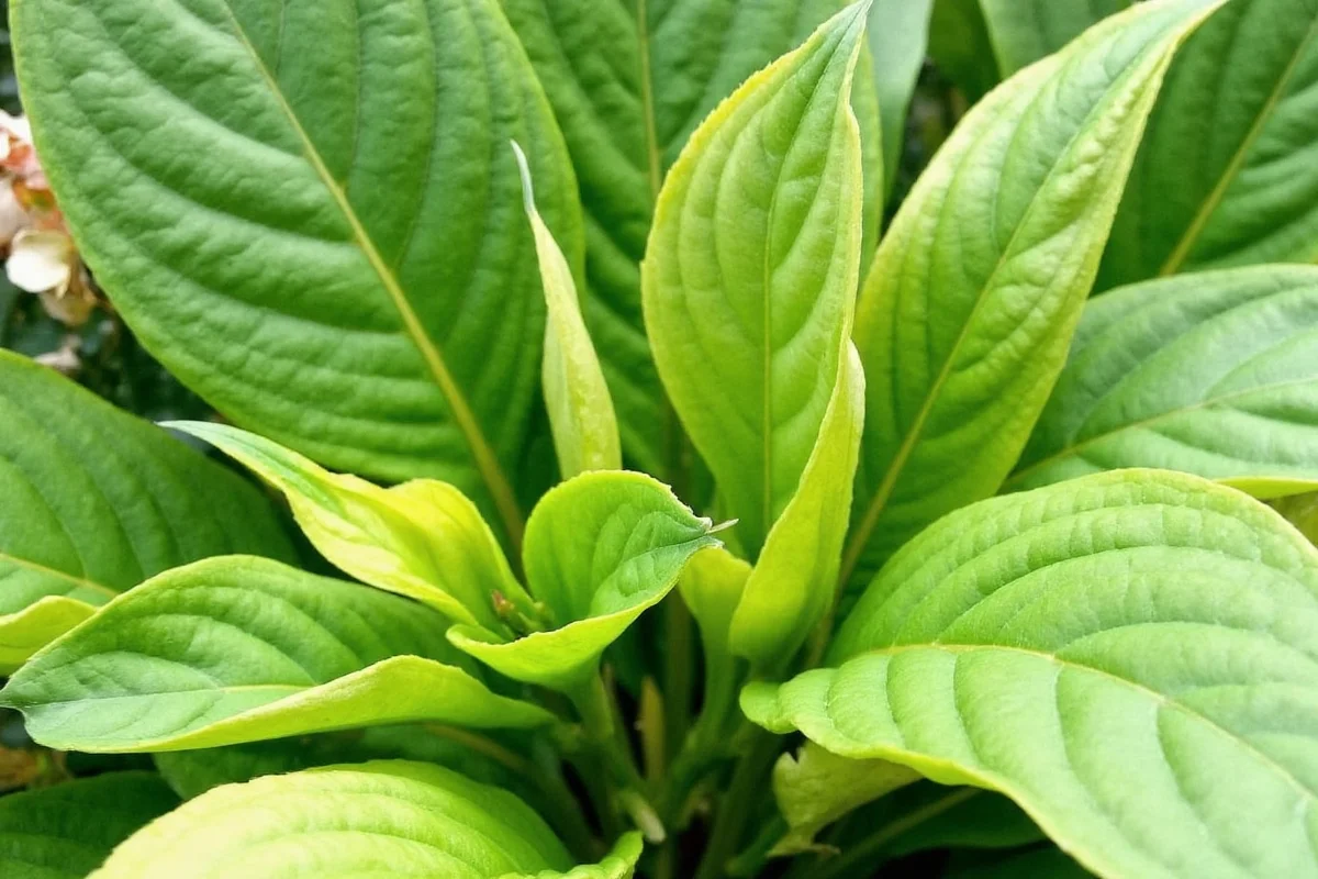 how to care for a hosta plant