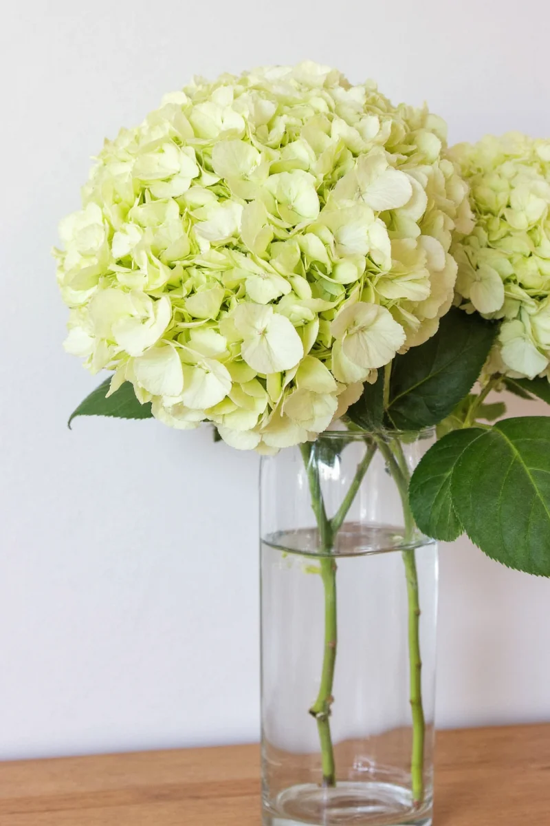 Hydrangea wreath hanging on a front door