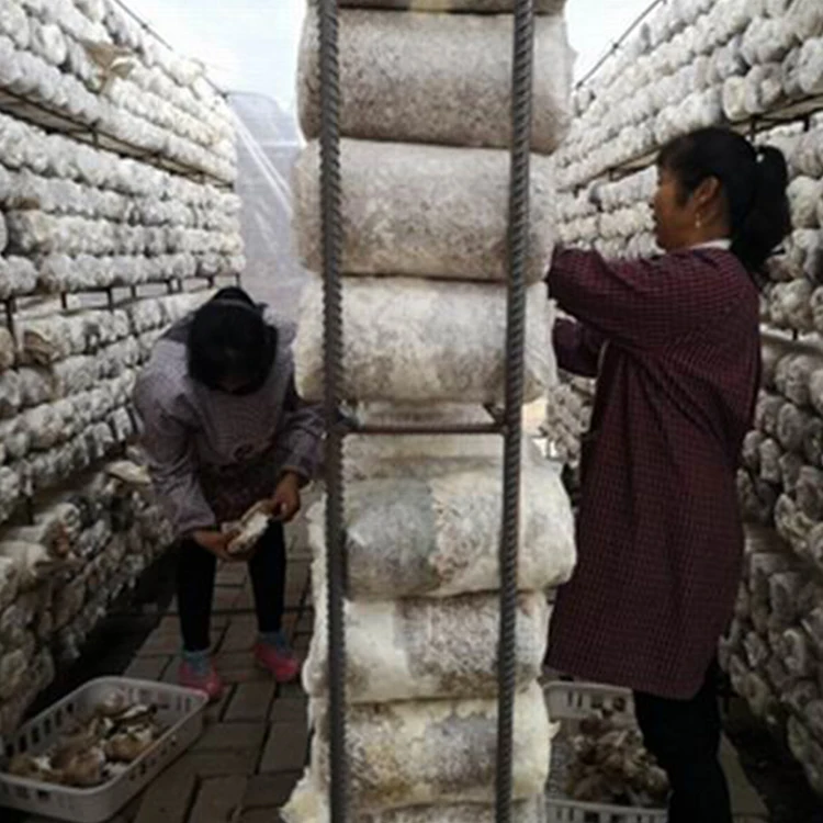 
High Quality Factory Price Oyster Mushroom Spawn For Sale 