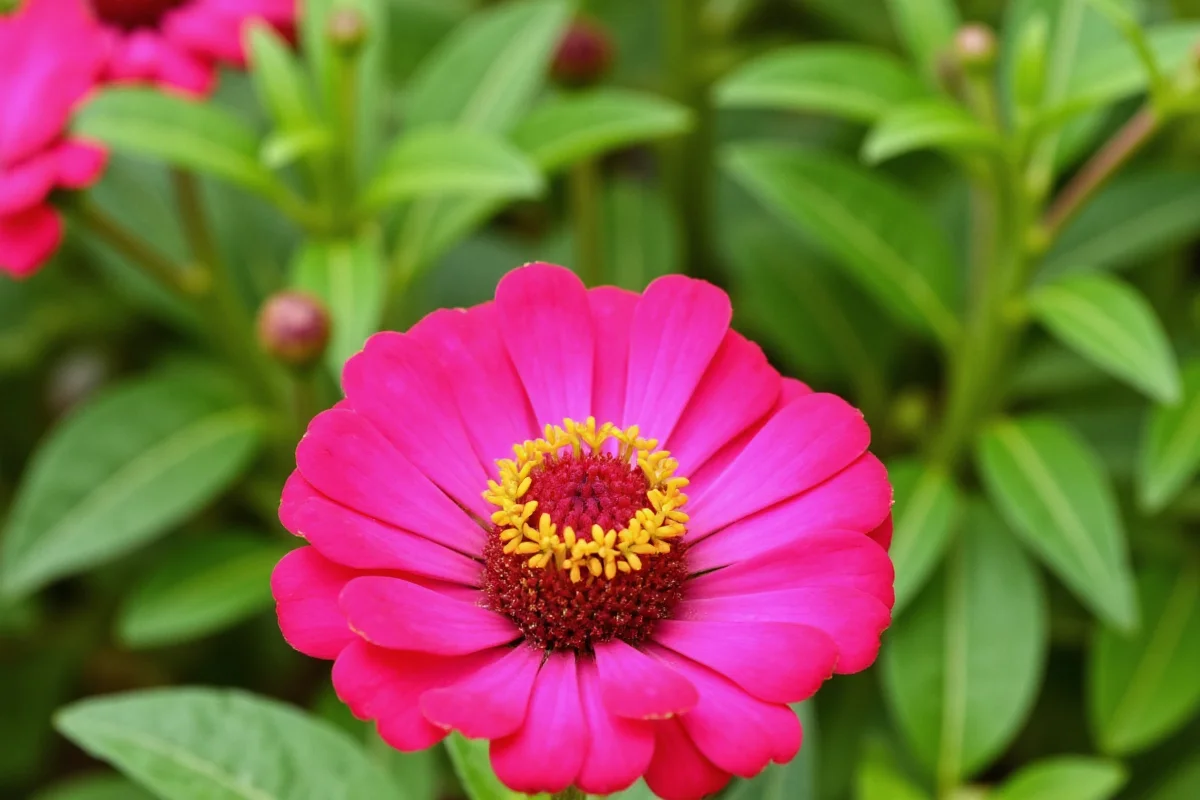 how to care for zinnia plants