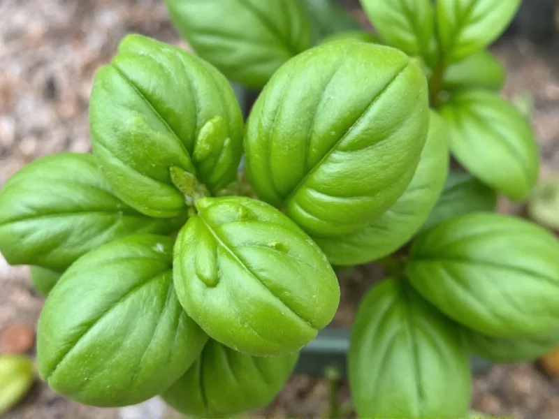 Best Basil Substitutes: Top Alternatives for Cooking