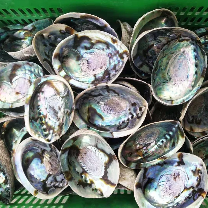 Natural Style New Zealand Paua Abalone Shell Price Used For Soap Box