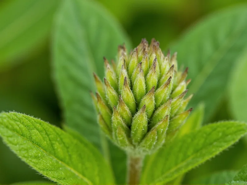 Mace Herb: What It Is, Uses, and Benefits Explained