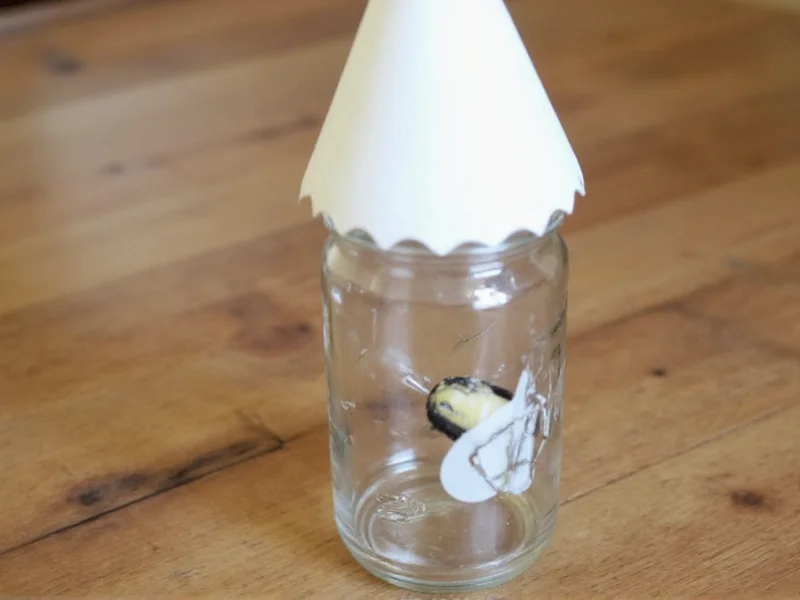DIY fly trap with jar and paper cone