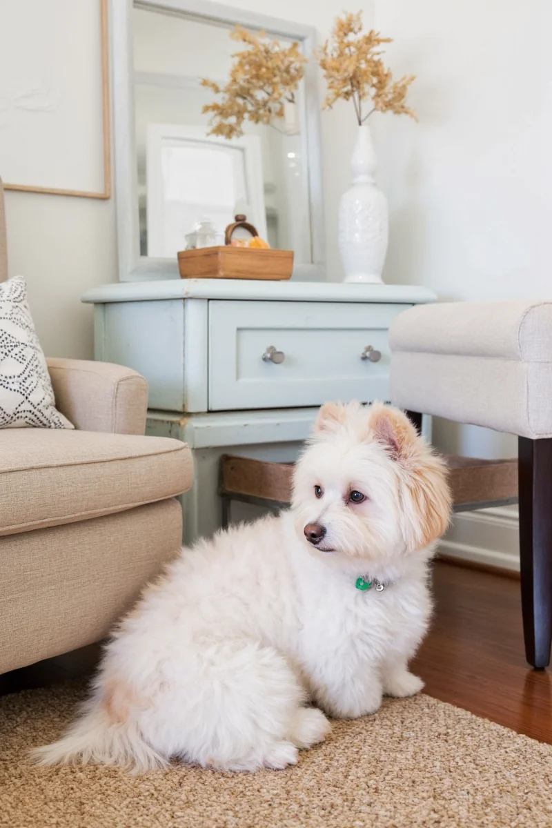 A compact entryway setup with dog accessories organized neatly. Hooks, bins, and a wipe-down mat complete the look.