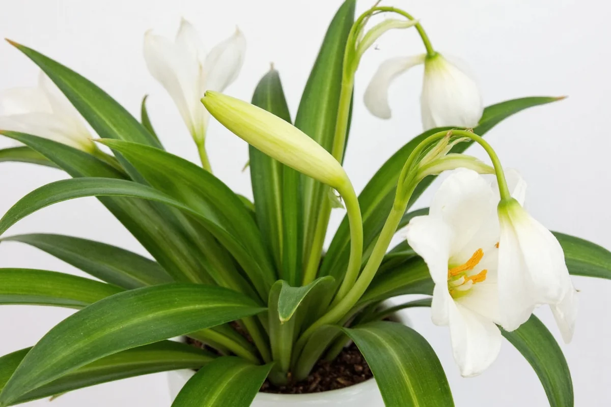 how do you take care of an easter lily plant