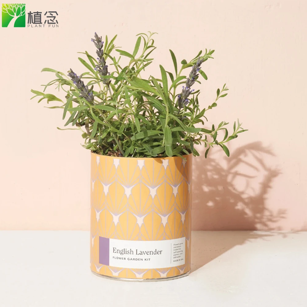 

Amazon ebay wish hot sale Waxed Planter English Lavender Indoor Garden Kit