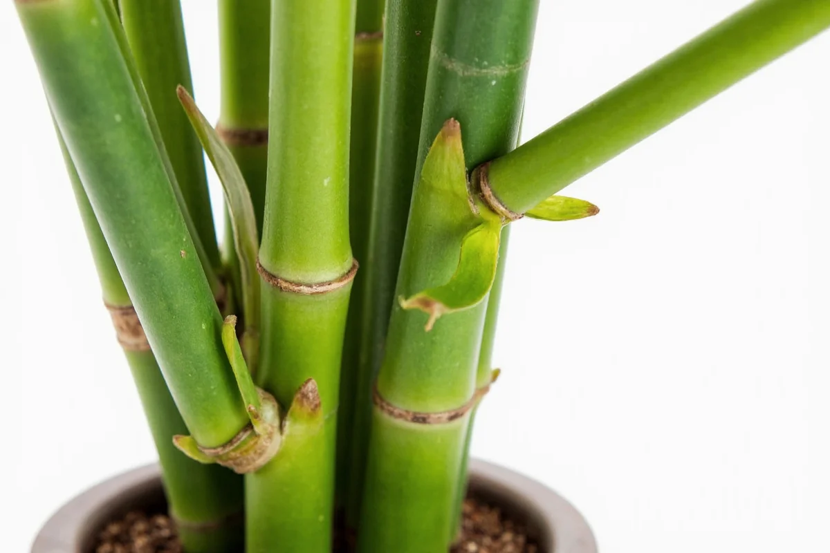 how to maintain bamboo plant
