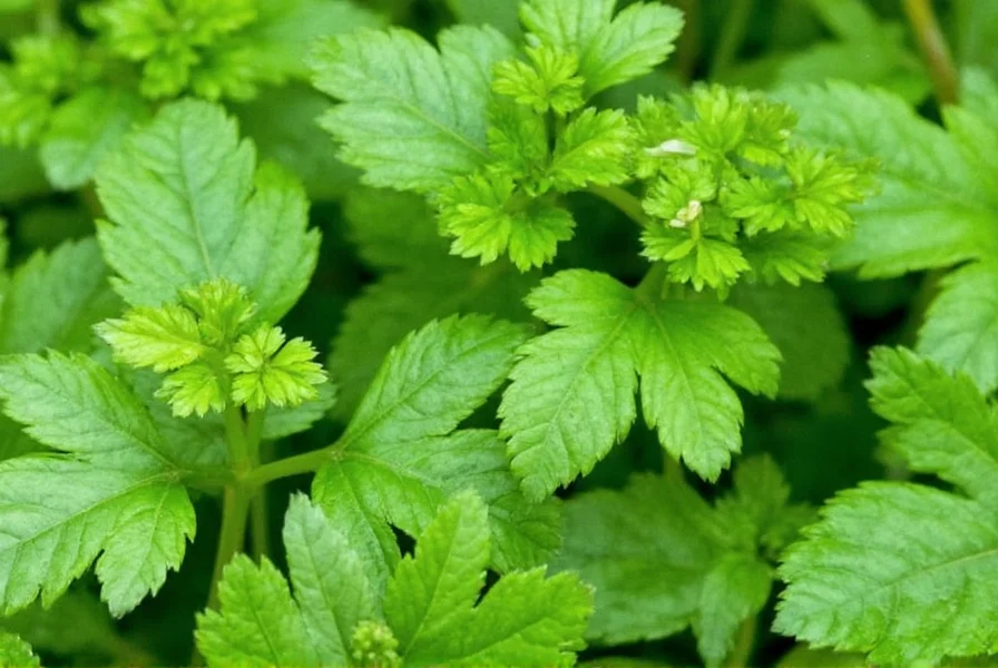 Close-up of cilantro plant growing from coriander seeds in garden soil
