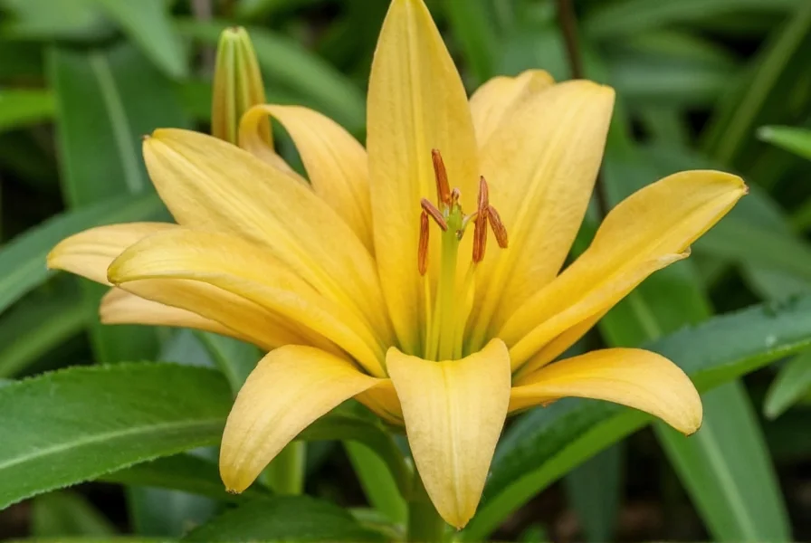 ginger lily