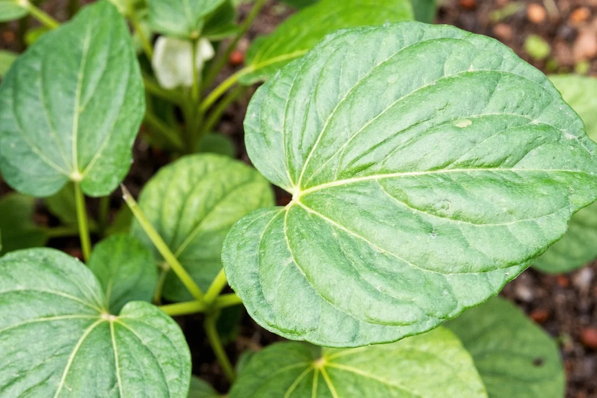 how to care for umbrella plant