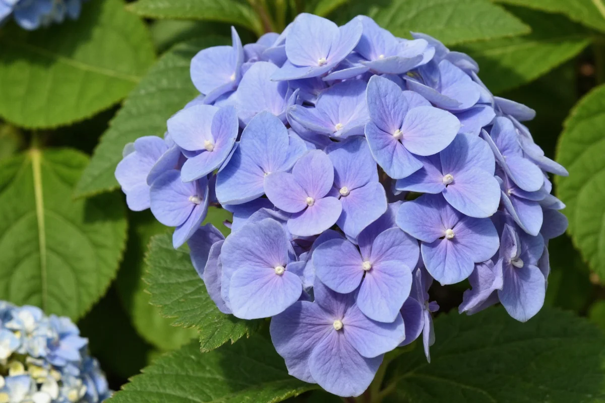 how tall do hydrangea plants get