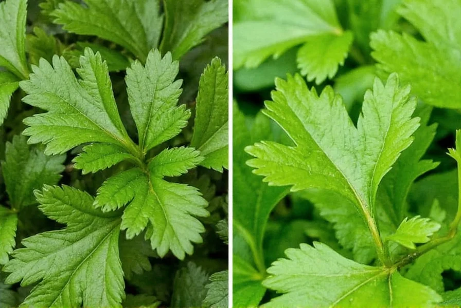 Close-up comparison of Roman coriander leaves versus standard cilantro showing darker green color and deeper lobing