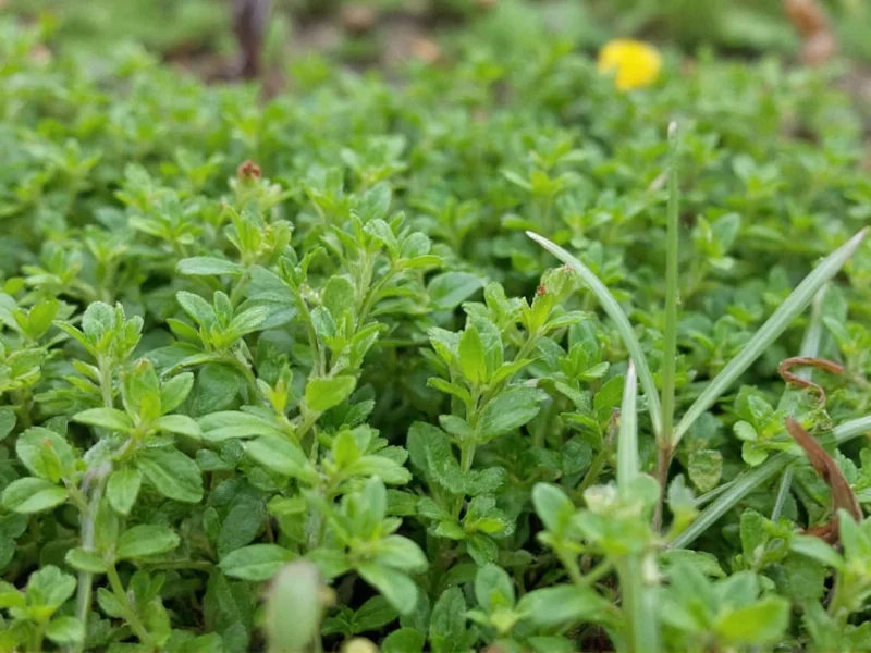 Thyme on Section: Complete Propagation Guide