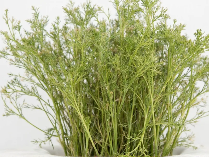 Dried Dill Weed: Complete Guide & Substitution Tips