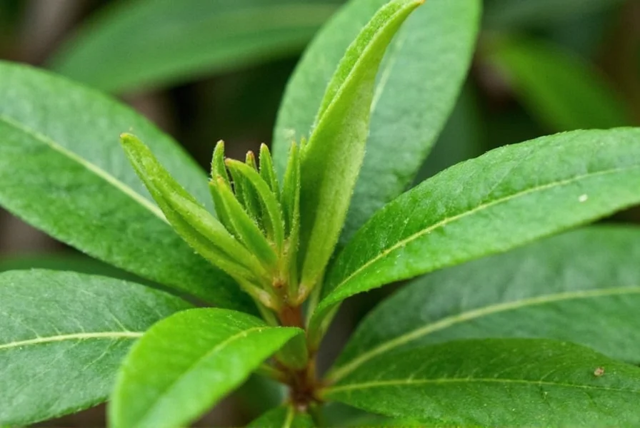 Clove Plant: Complete Growing Guide & Uses