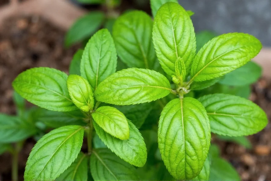 mexican basil spicy citrusy totally irresistible 7 things you need to know