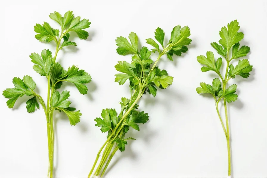 Coriander Explained: Herb, Seeds, and Regional Terminology