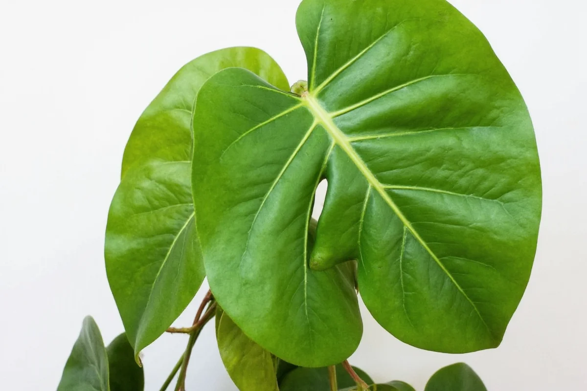 how to take care of elephant ear plants
