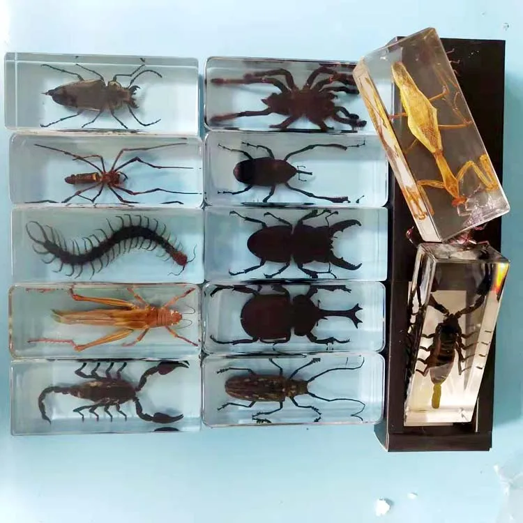 Real Resin Insect Specimen School Educational Teaching Resin Sample