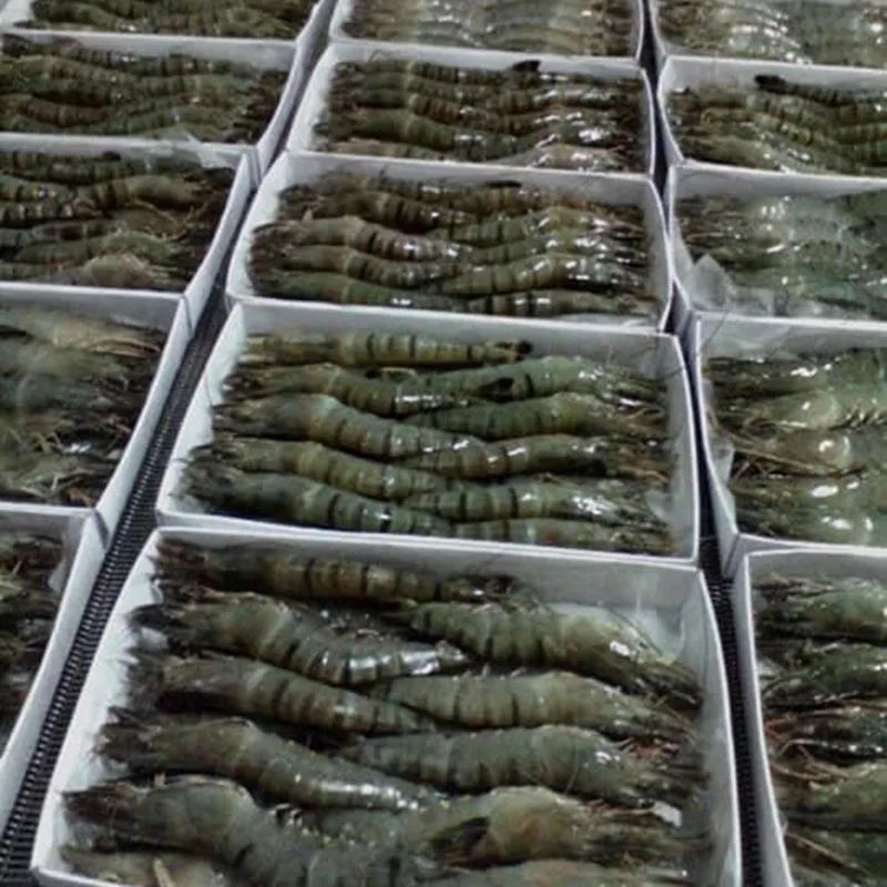 
Frozen Black Tiger shrimp (whole shrimp) 