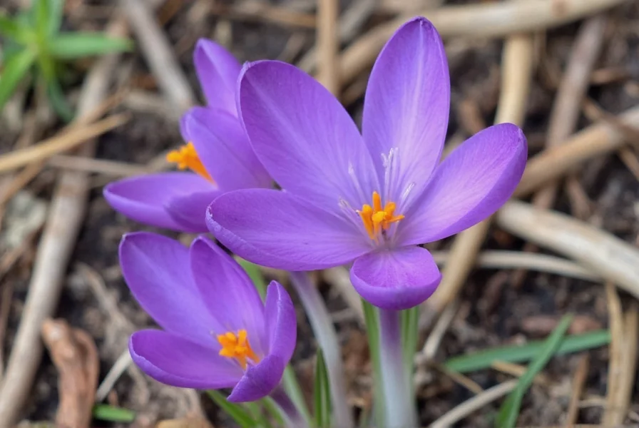 crocus sativus